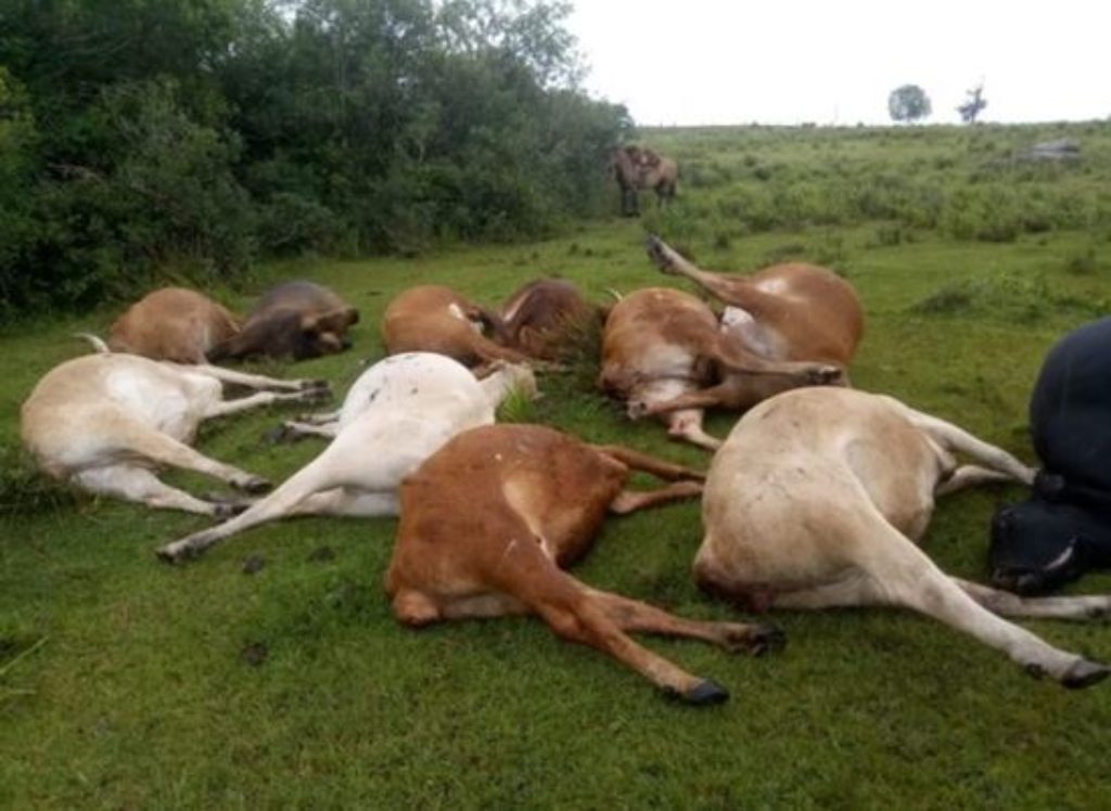 Confirmada morte de mais de 50 bovinos por raiva herbívora no interior de Soledade