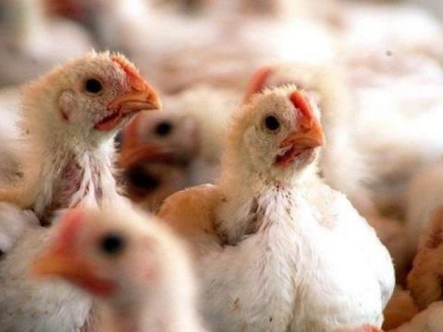 ABPA emite nota sobre a informação de que a China detectou o Coronavírus no frango importado do Brasil