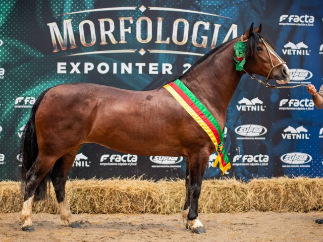 Cavalo Crioulo apresenta seus campeões da Expointer Digital 2020