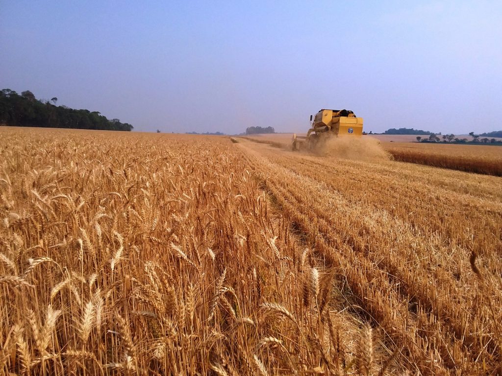 Estado colhe 2% da área total cultivada com trigo