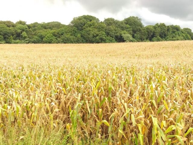 RS: Mais da metade do milho já está colhido no Estado