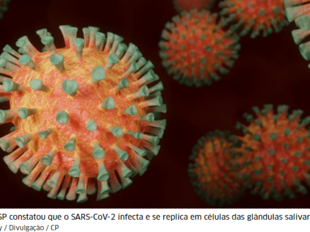 Coronavírus infecta e se replica em células das glândulas salivares