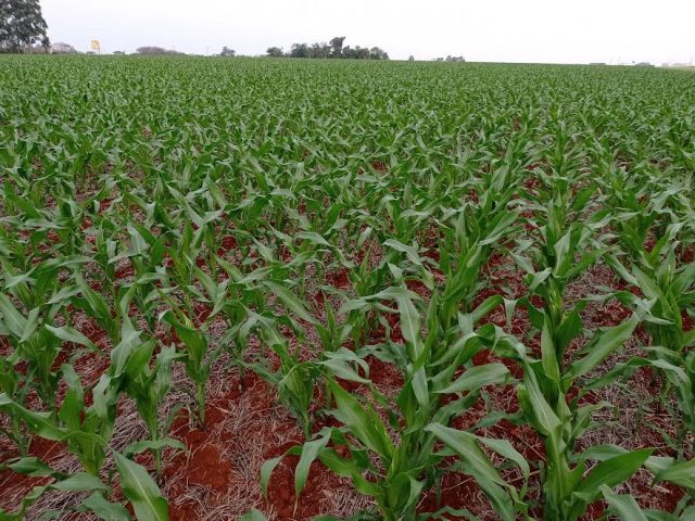Chuvas favorecem lavoura de milho no Rio Grande do Sul