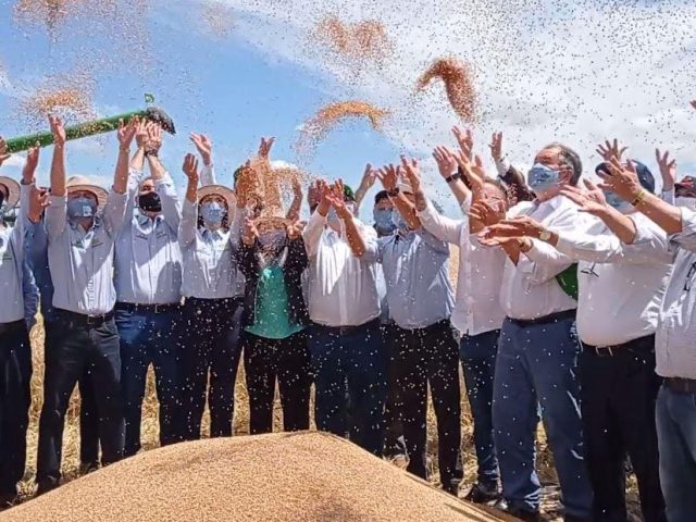 Otimismo marca abertura oficial da colheita do trigo no Rio Grande do Sul