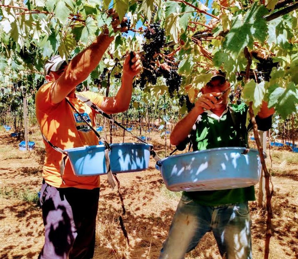 Inicia colheita das uvas na Serra gaúcha