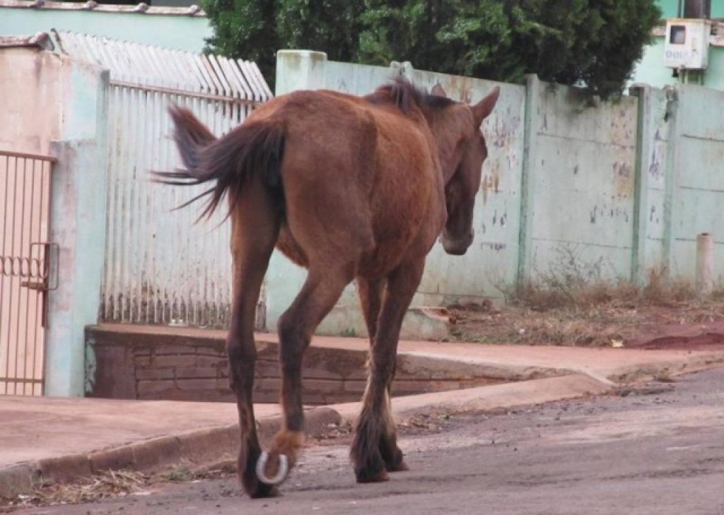 Associação de Moradores do Bairro Ipiranga quer solução para casos de animais soltos