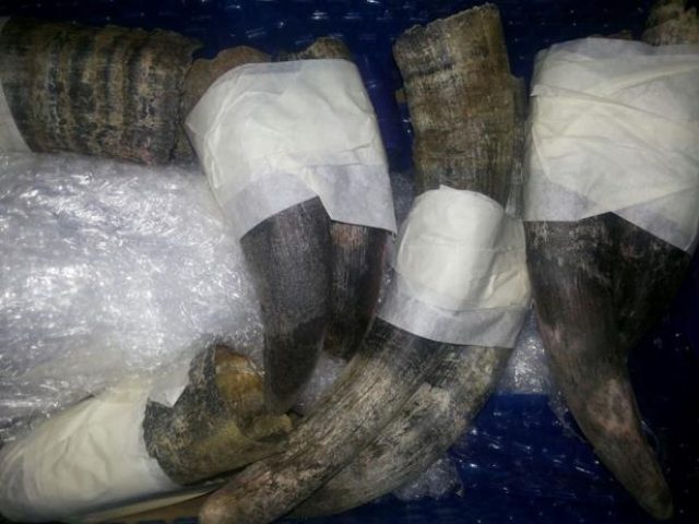 Ibama intercepta tráfico internacional de chifres de antílopes em Passo Fundo