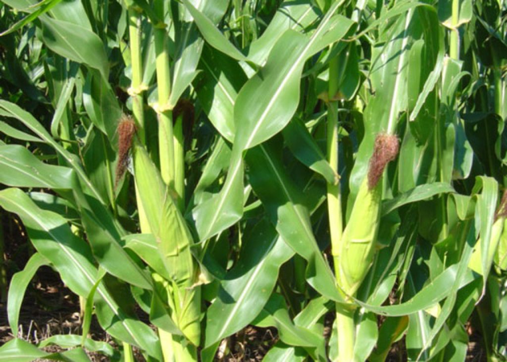 Fórum do milho debaterá a dinâmica de preços globais do grão na Expodireto