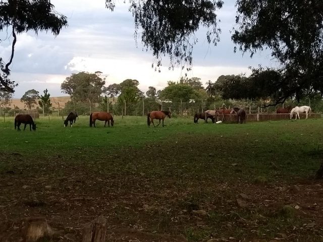 Departamento do Meio Ambiente de Soledade recolhe cavalos que invadiram propriedade rural